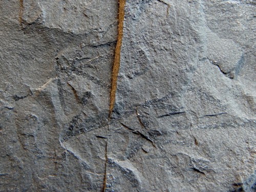 Dicranograptus